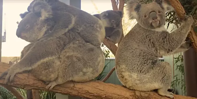 коала видео